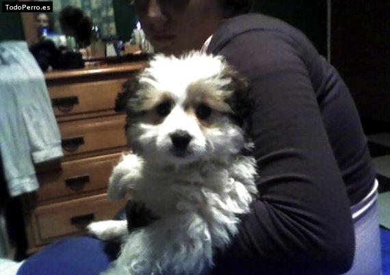 La foto del perro Copito Foto del perro Copito