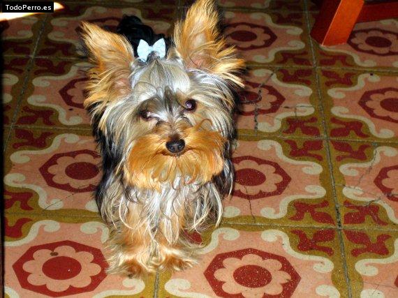 Foto del perro Troy