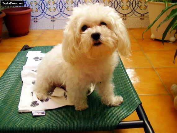 Foto del perro Bubu
