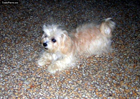 Foto del perro Breeze