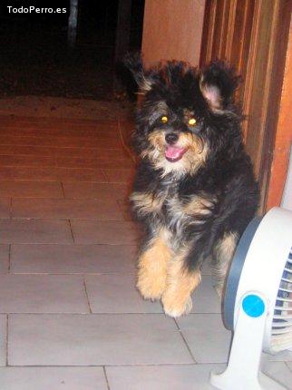 La foto del perro Chiqui Foto del perro Chiqui