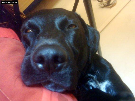 Foto del perro Brunete