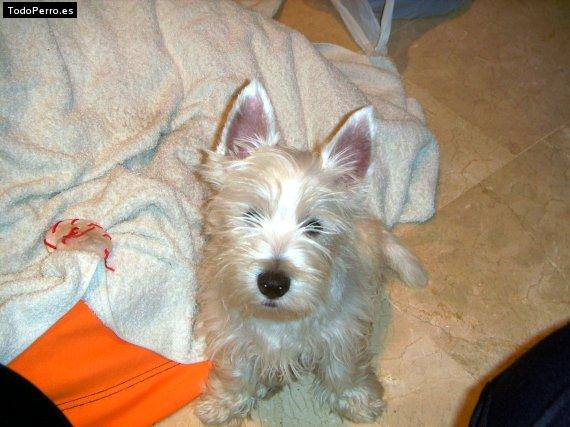 Foto del perro Bronx