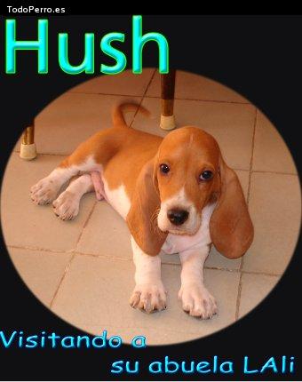 Foto del perro Hush