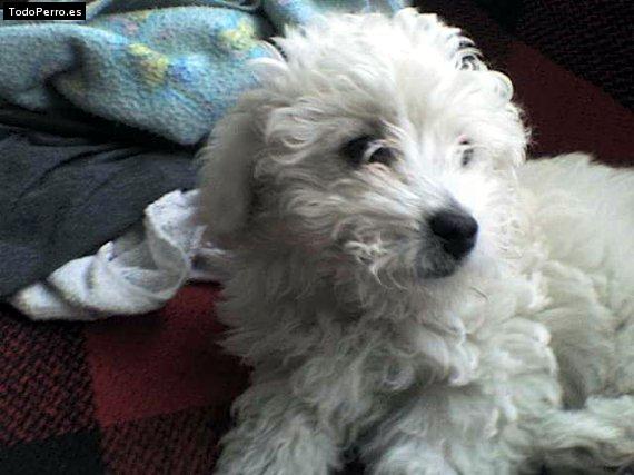 Foto del perro Biyu