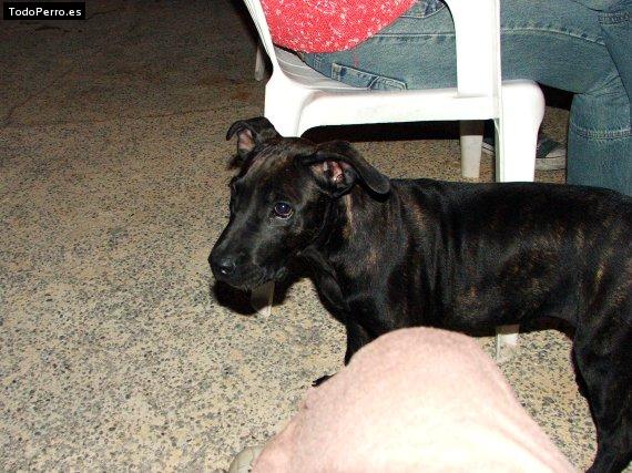Foto del perro Tigra