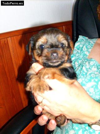 Foto del perro Sandy