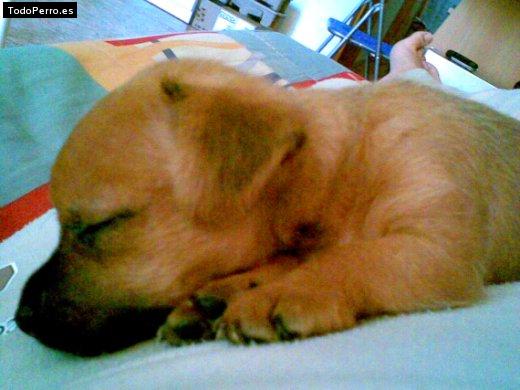 Foto del perro Shyra