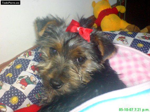 Foto del perro Maite