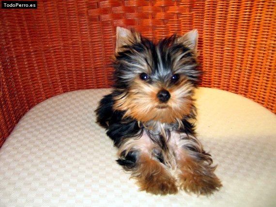 Foto del perro Jowi
