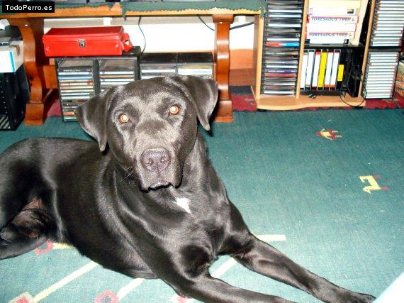 Foto del perro Barko