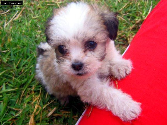 Foto del perro Beethoven