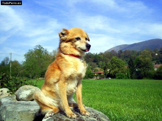 Foto del perro Chispi