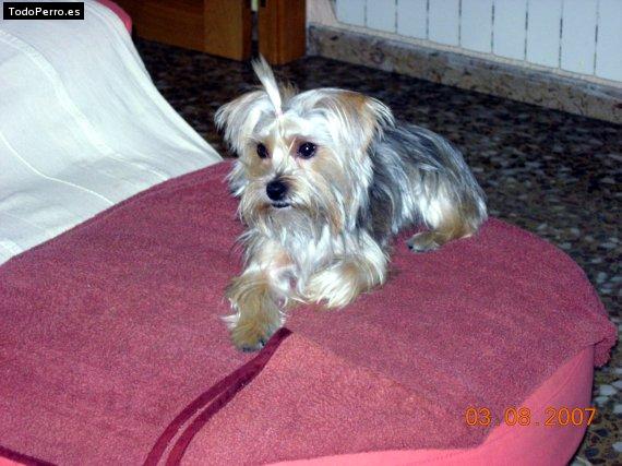 Foto del perro Estrella