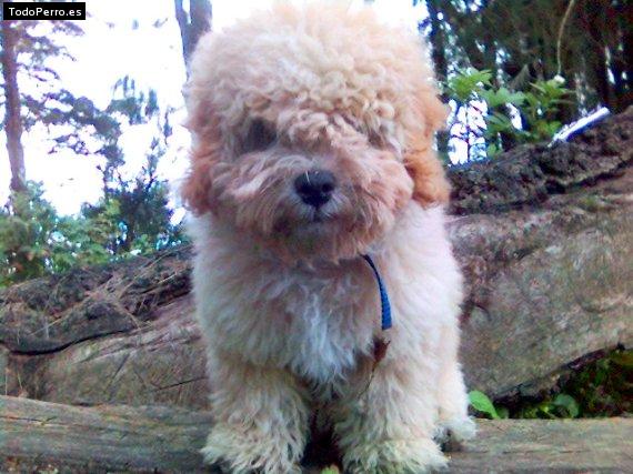 Foto del perro Bongo