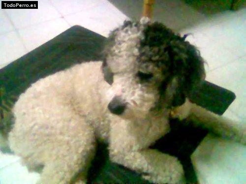 Foto del perro Snoopy