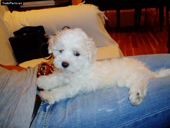 Foto del perro Roy