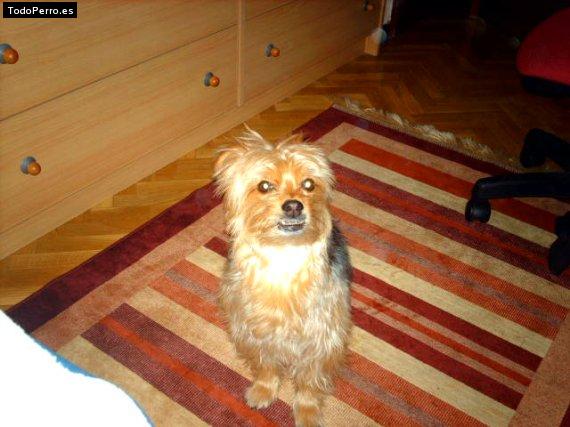 Foto del perro Blaky