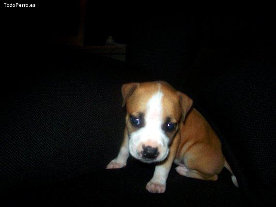 Foto del perro Roxy
