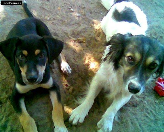 Foto del perro Blaky y osito