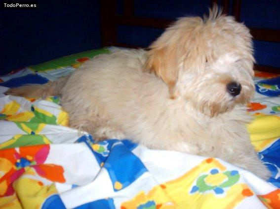 Foto del perro Tommi