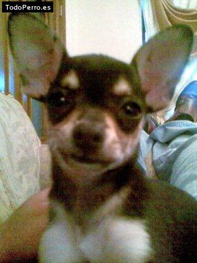 Foto del perro Tacho