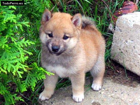 Foto del perro Sacha