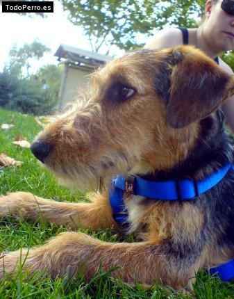 Foto del perro Cubi