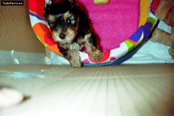 Foto del perro Terry