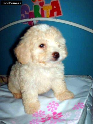 Foto del perro Thor