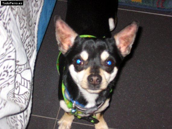 La foto del perro Chico Foto del perro Chico