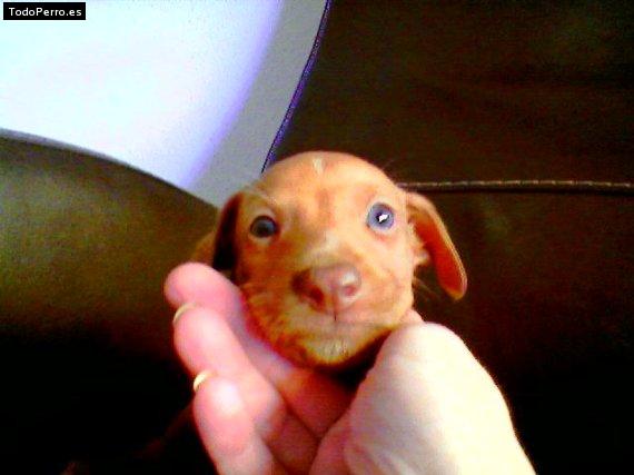Foto del perro Niko