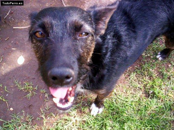 Foto del perro Ursula