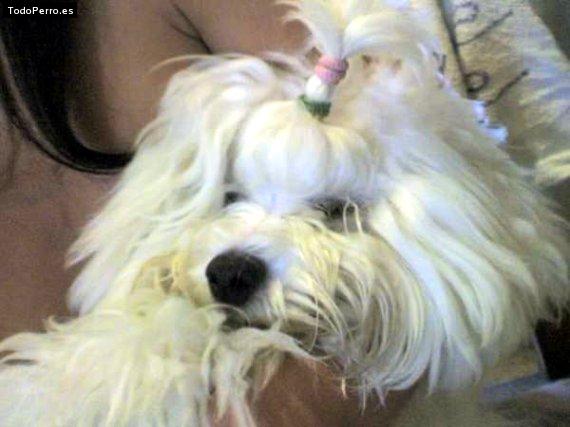 Foto del perro Reina