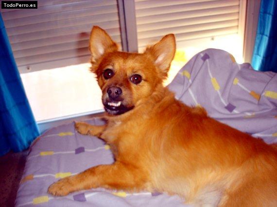 Foto del perro Triky