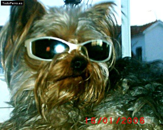 Foto del perro Roby