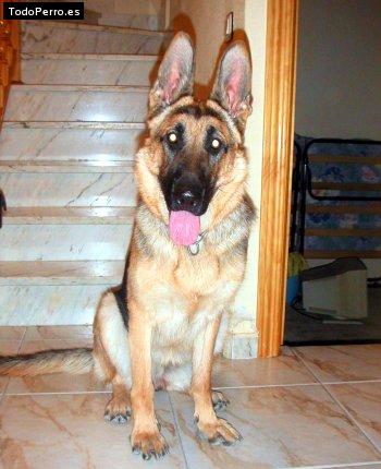 Foto del perro Bora