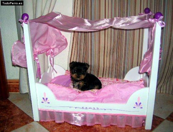 Foto del perro Nadia