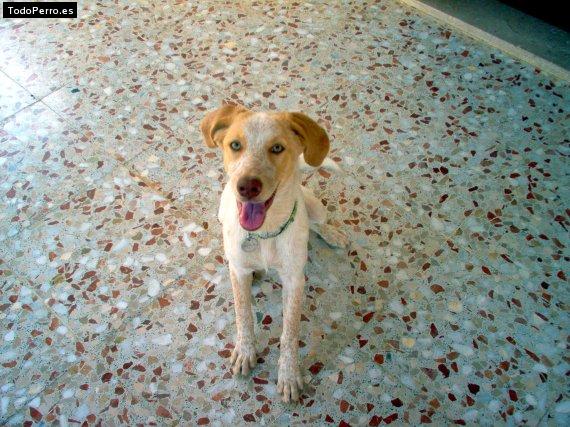 Foto del perro Nika