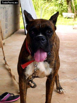 Foto del perro Bruna
