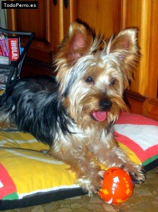 Foto del perro Rony