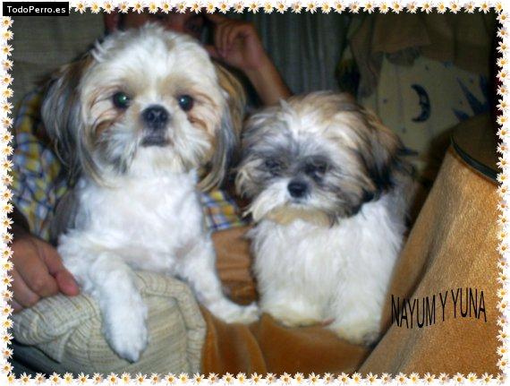 Foto del perro Nayum y yuna