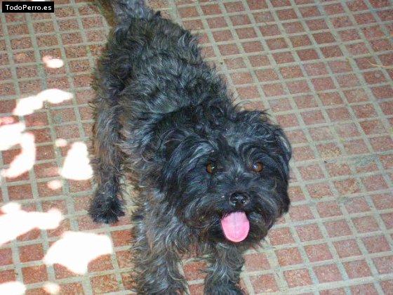Foto del perro Balu