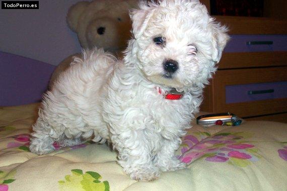 Foto del perro Nala