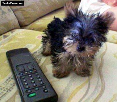 Foto del perro Toba