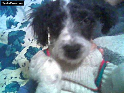 Foto del perro Rober tito