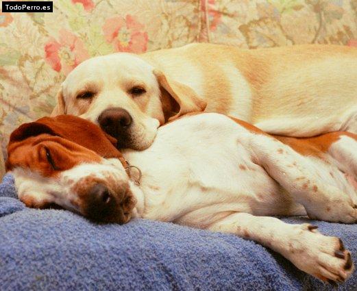 Foto del perro Matt y leo