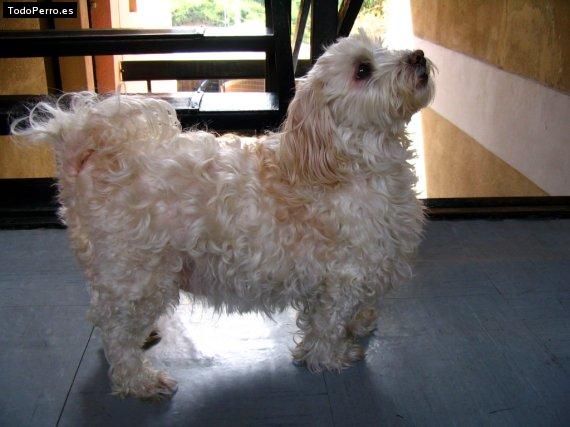 Foto del perro Tabata