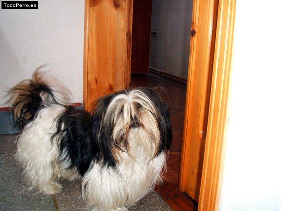 Foto del perro Camilo