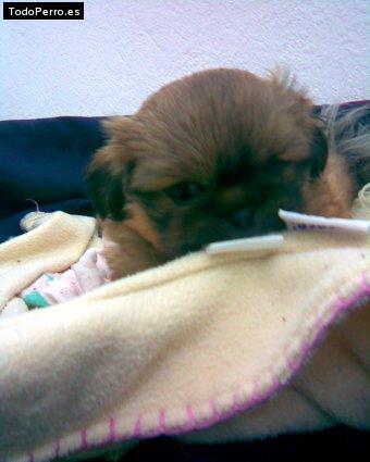 Foto del perro Chipi chopi